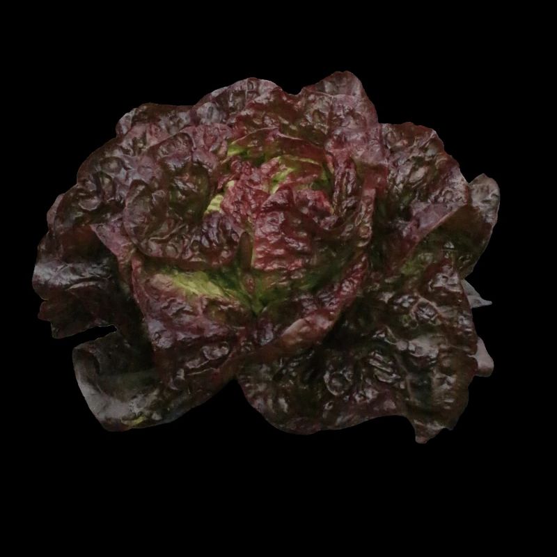 Salatkopf rot