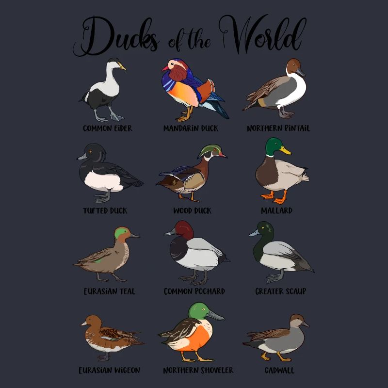Différents canards - types de canards