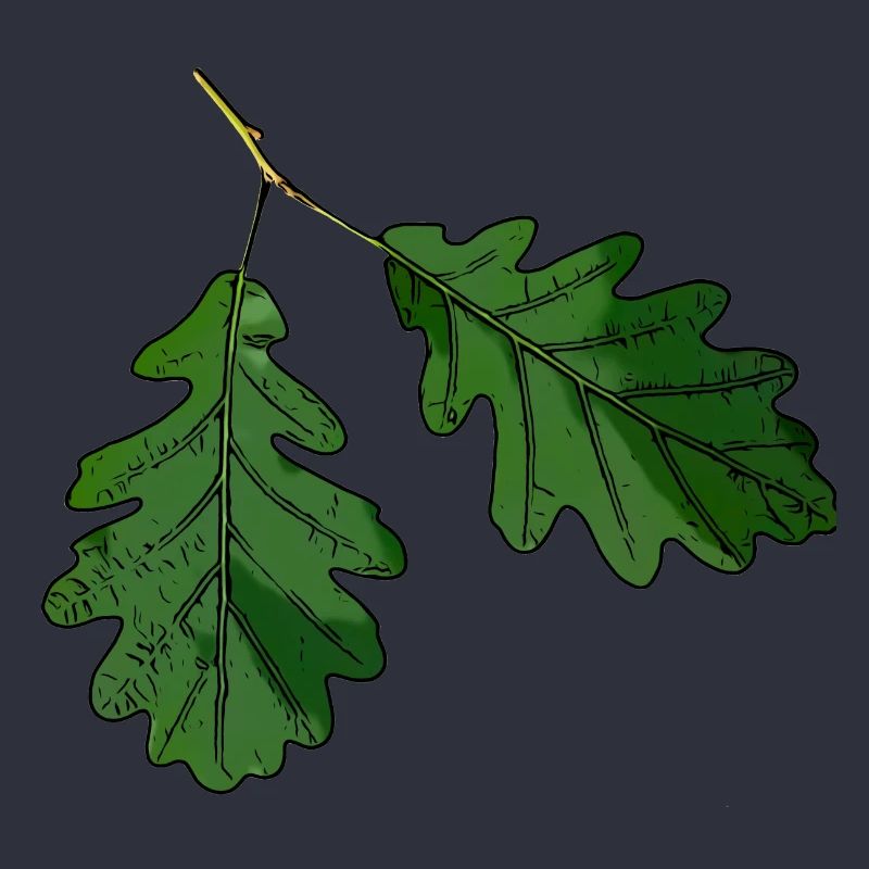 Eichenblatt Eichen Blatt