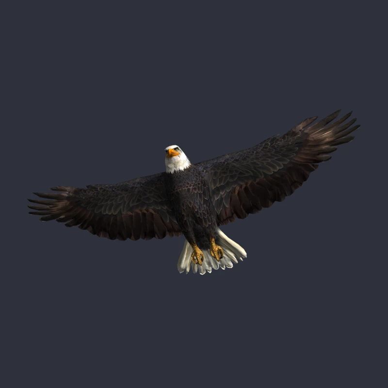 White-tailed Eagle