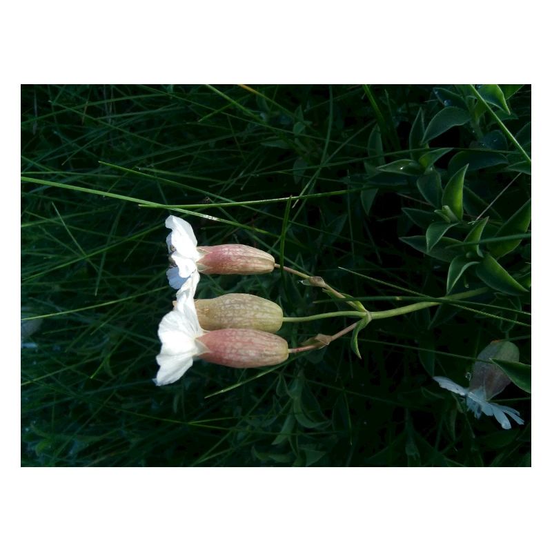 Fleur couchée par le vent