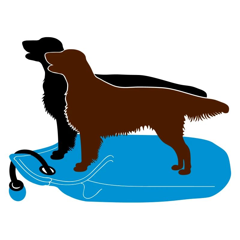 2 Flat Coated Retriever auf Dummy