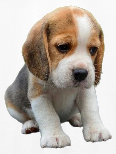 Beagle