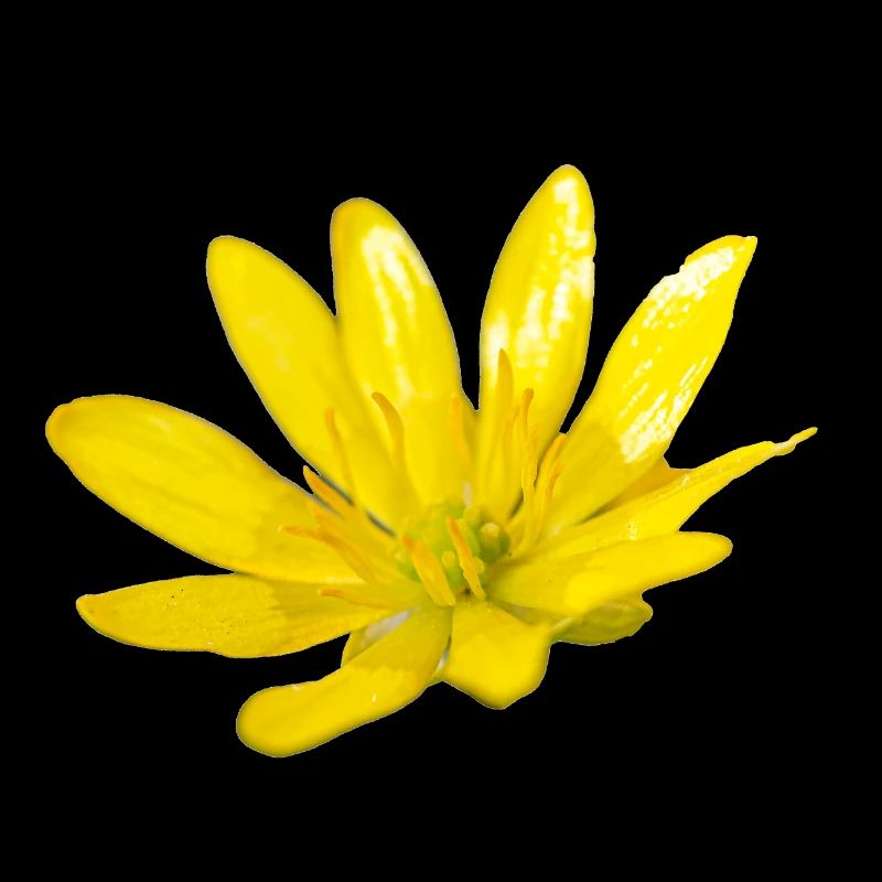 Blume, A730948