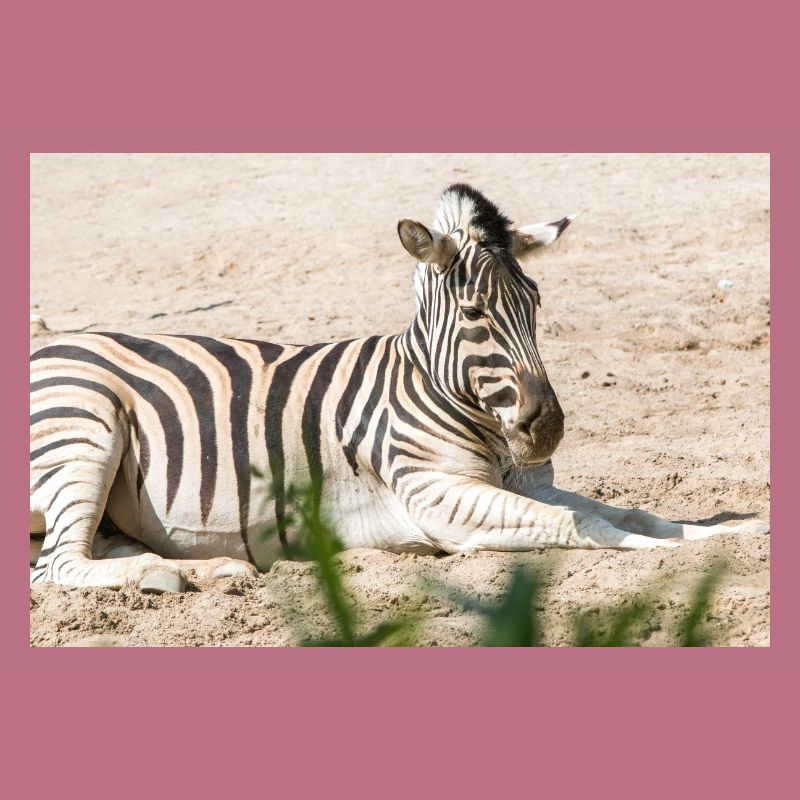 Zebra (auf Deutsch Zebra oder Zebras) Hippotigris