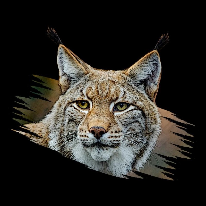 Lince