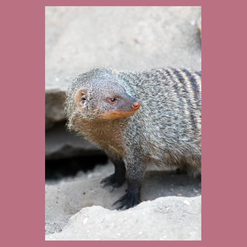 Gebänderte Manguste oder Zebramanguste