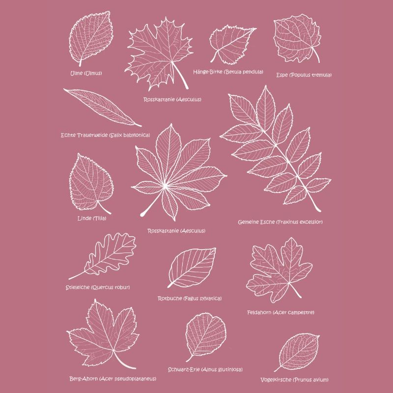 Leaves, foliage, deciduous tree, leaf, herbal tree
