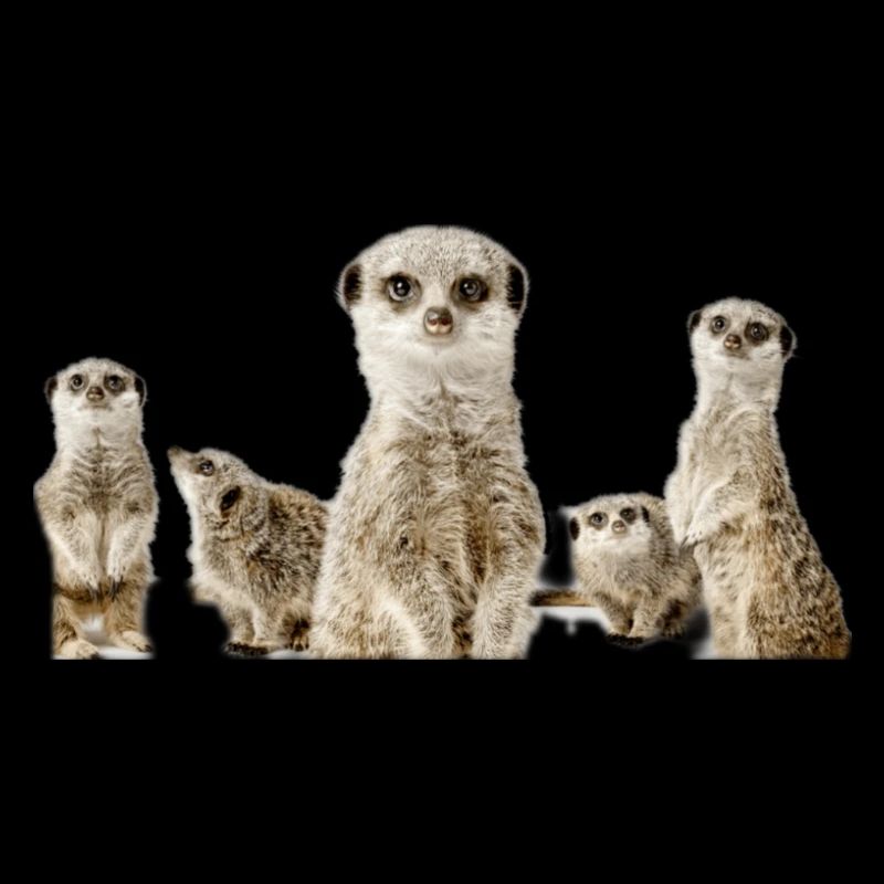 Erdmännchen