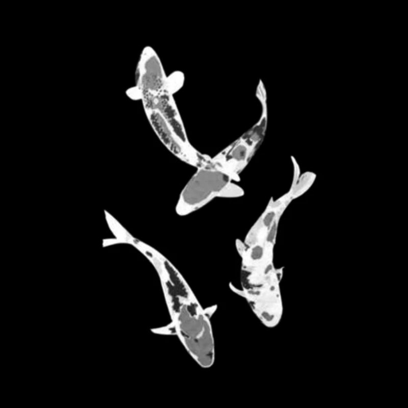 Japanese Koi Fish