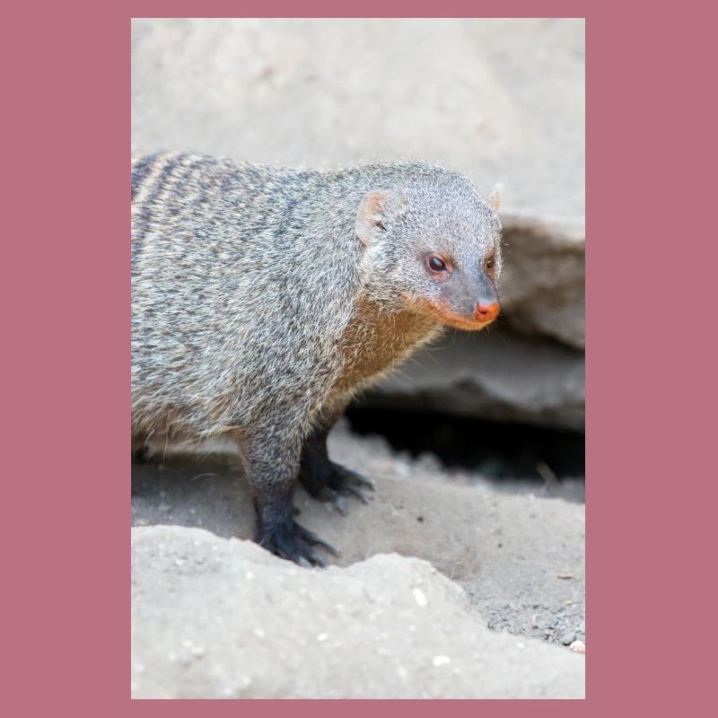 Gebänderte Manguste oder Zebramanguste