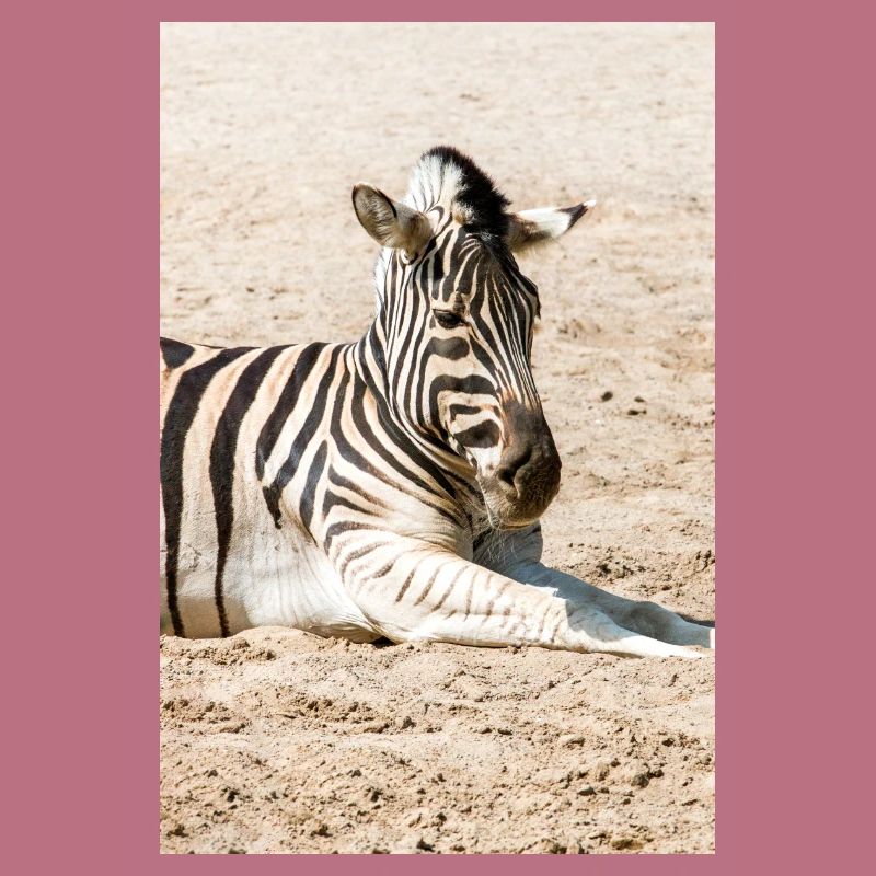 Zebra (auf Deutsch Zebra oder Zebras) Hippotigris