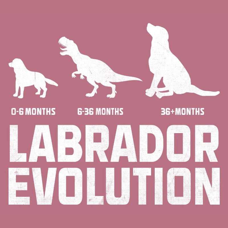 Evolution Labrador Retriever Lab Dog Retrievers