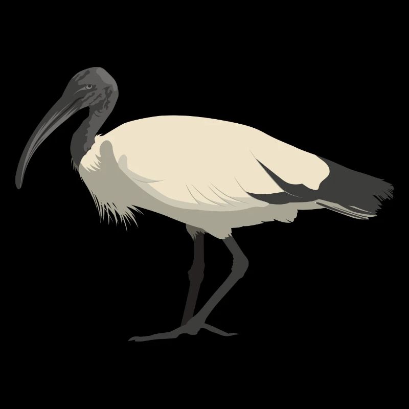 Ibis blanc australien