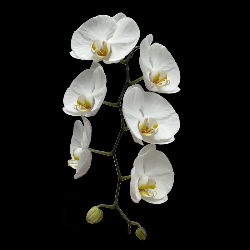 Orchidee