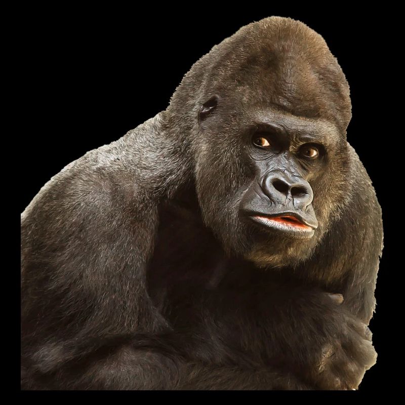 Gorilla