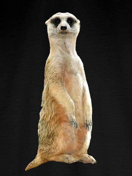 Erdmännchen