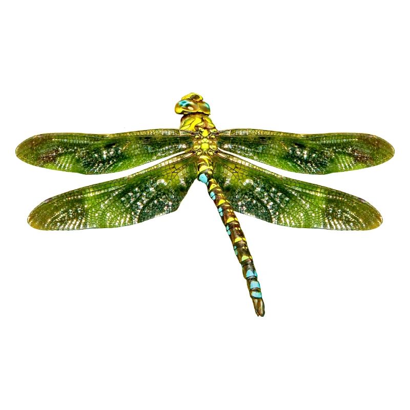 libellule