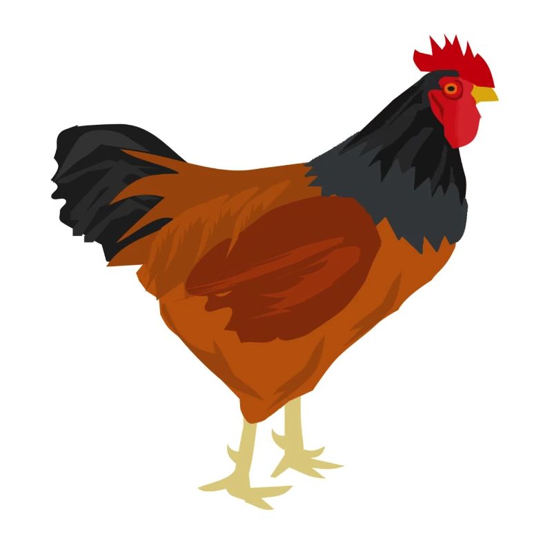Barbed Chicken - Gift idea