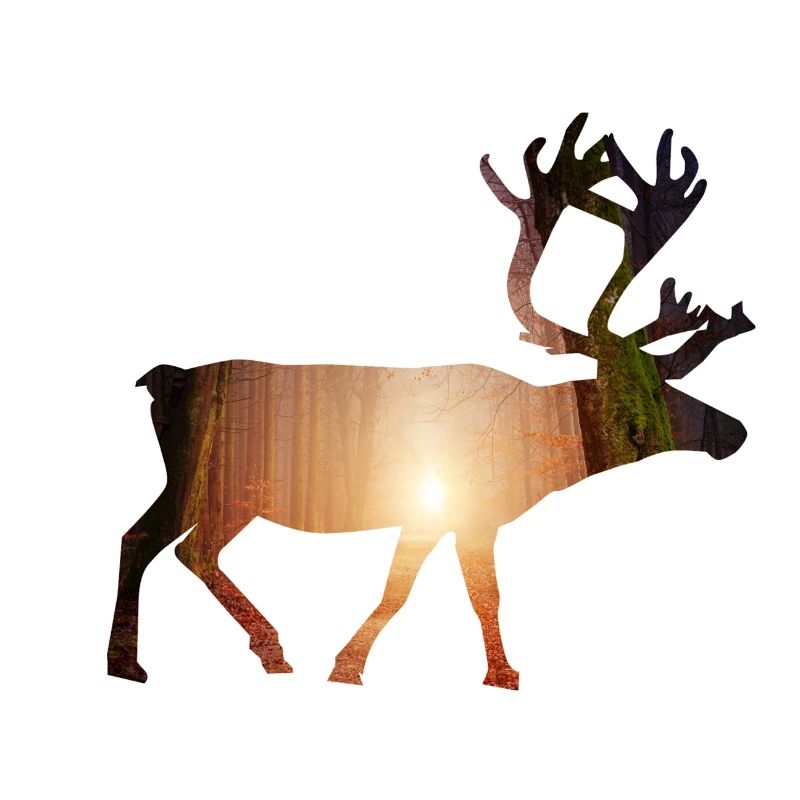 Biche animaux de la forêt