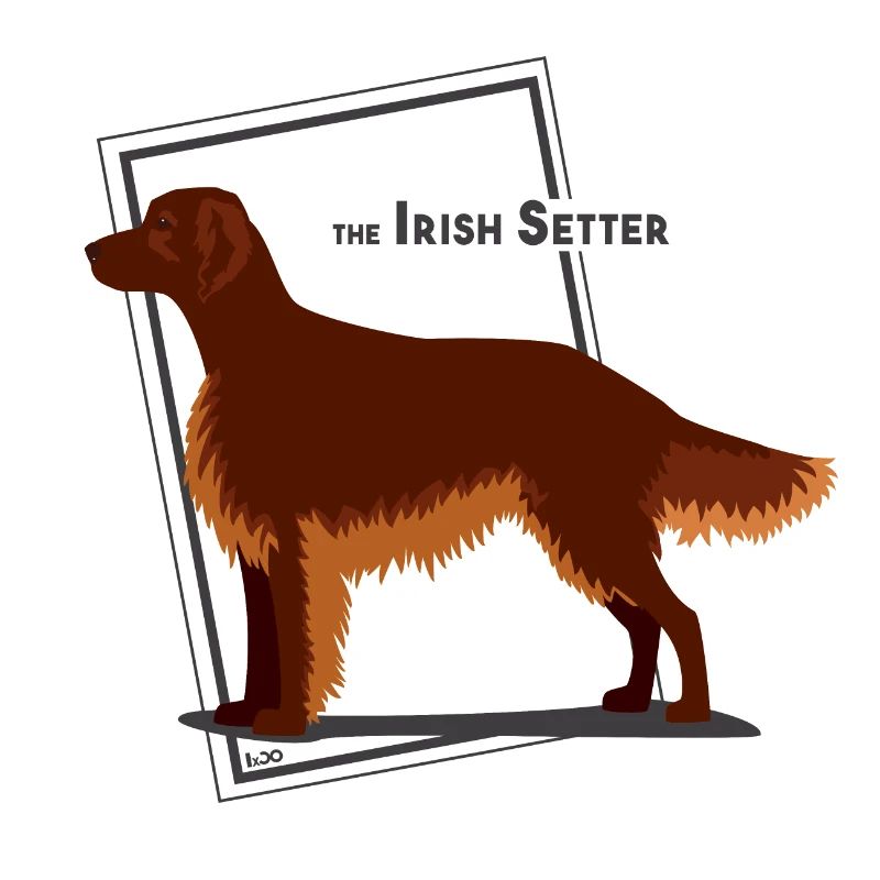 Der Irische Setter von IxCÖ
