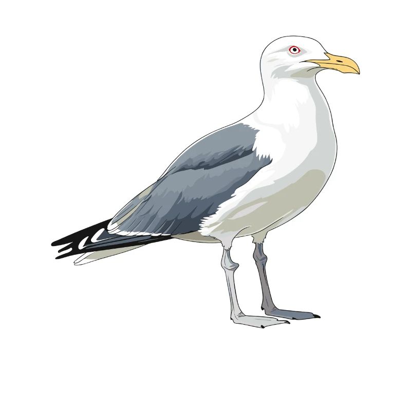Illustration de bande dessinée de mouette côtière