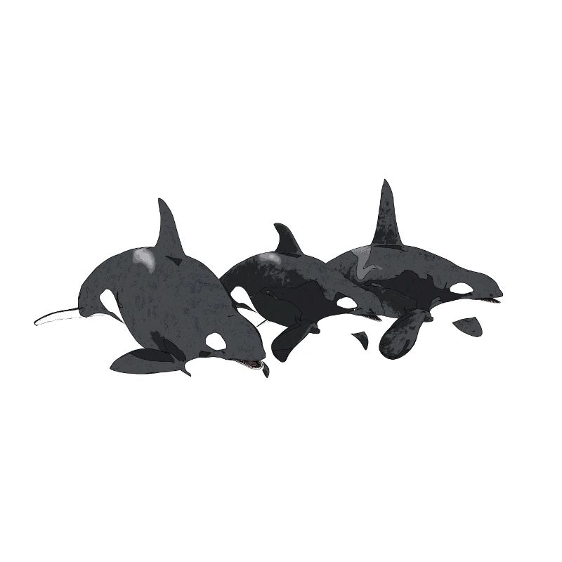 Three killer whales