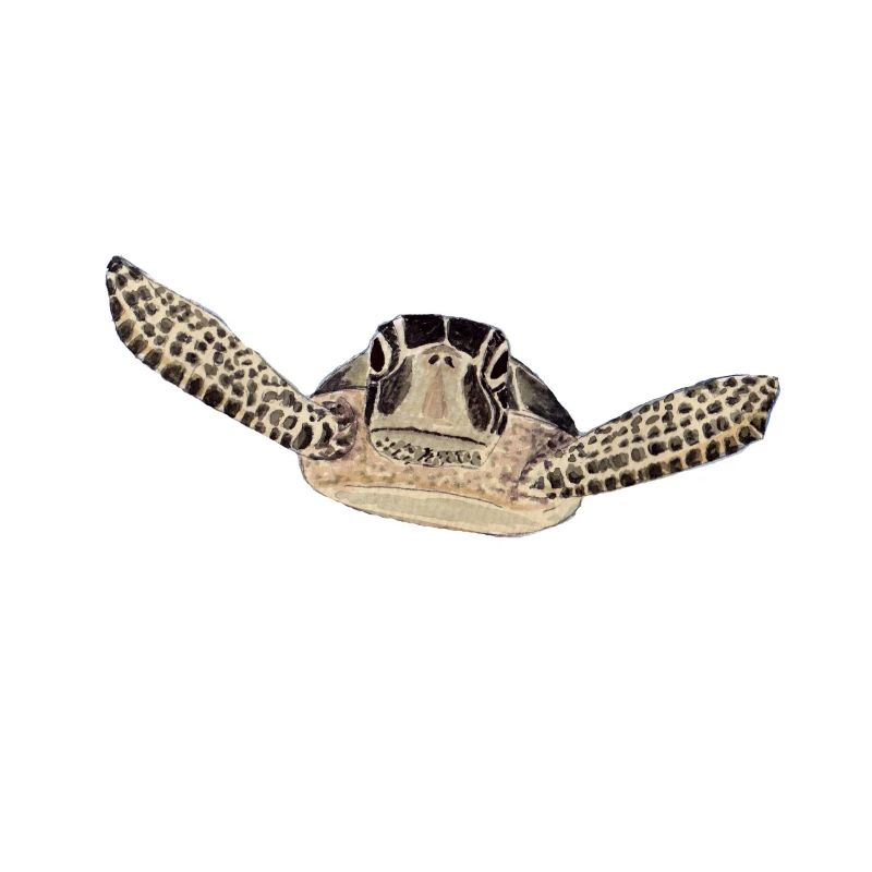 tortue 2
