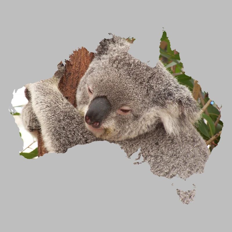 Koala bear