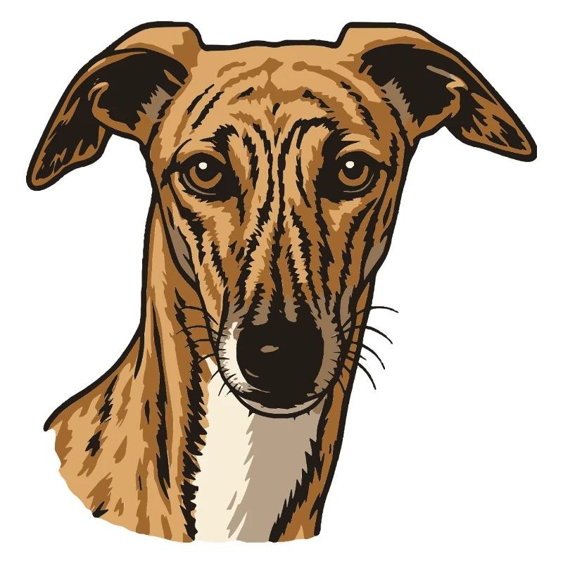 Galgo Español - Portrait - Mari