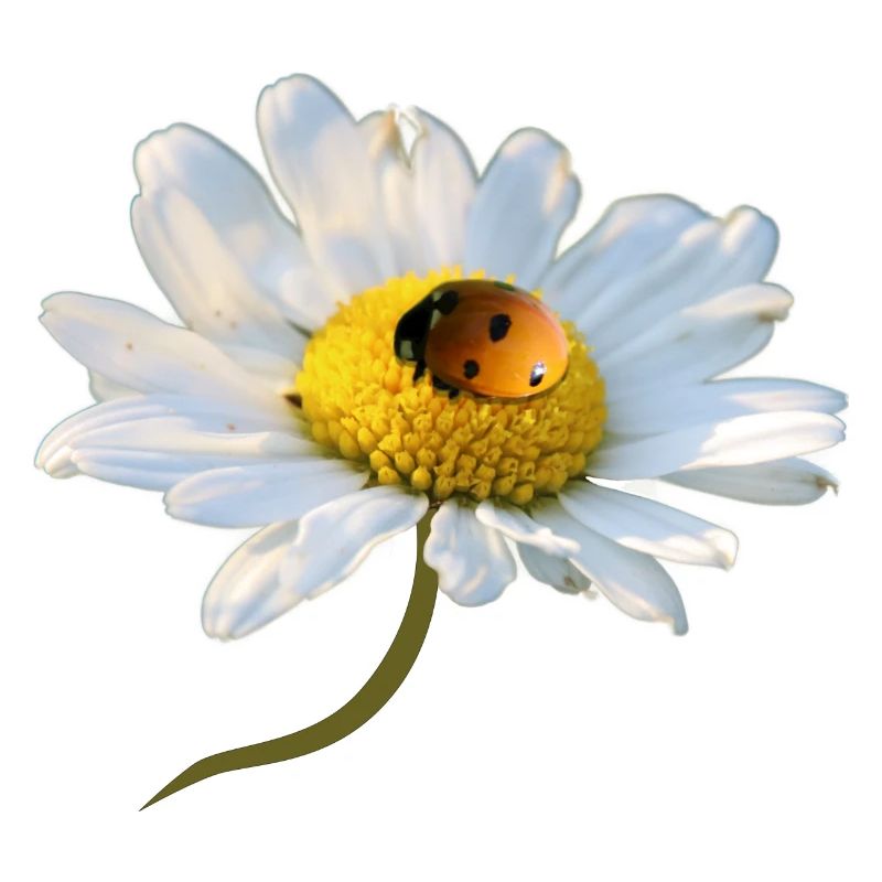 Marguerite Ladybug