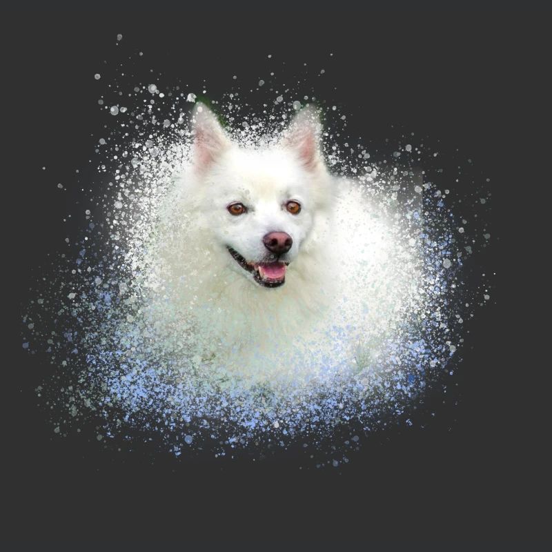 spitz,hund,graffiti,malerei,zwergpsitz