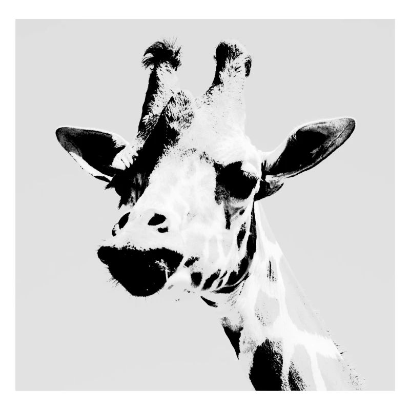 Giraffe, grau, schwarz-weiss