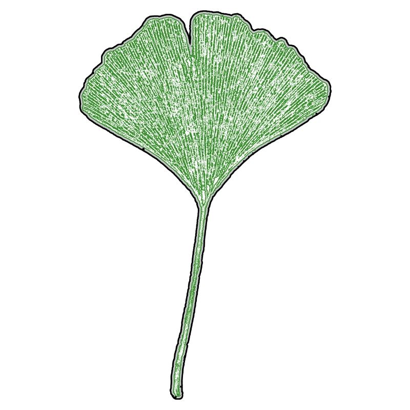 Feuille de gingko