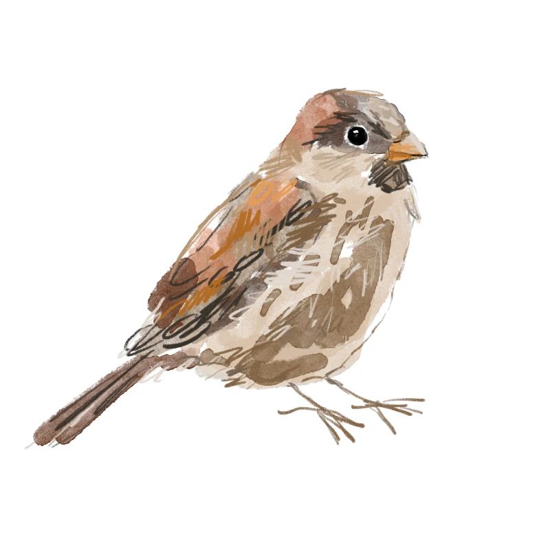 Sparrow
