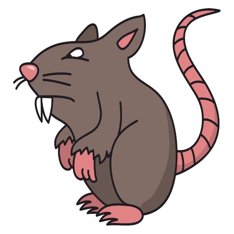 rat