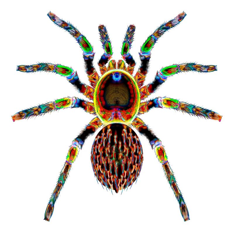 Boogie-Spinne