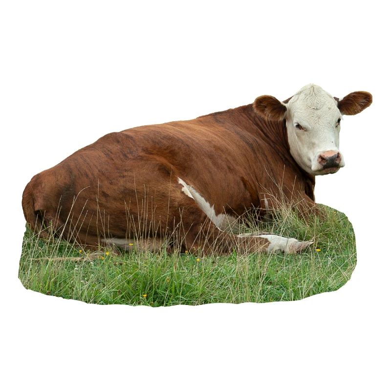 Cow