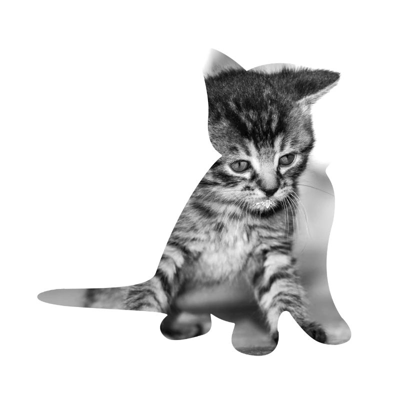 Bébé chat mignon