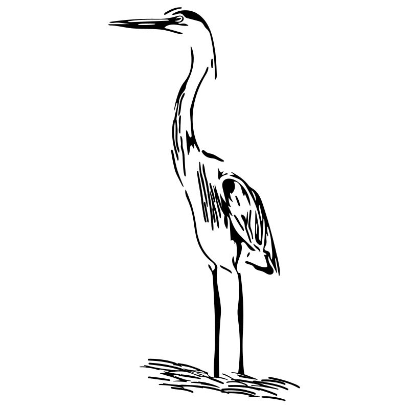 Héron élégant
