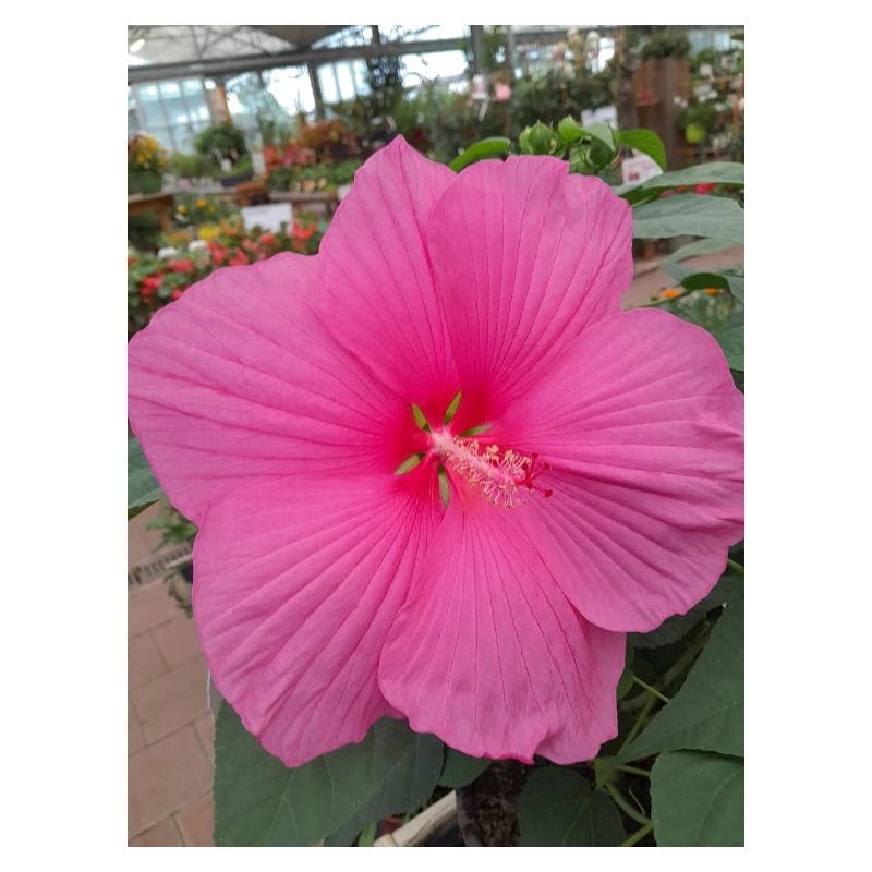 Hibiscus Rose Éclat Tropical Textile