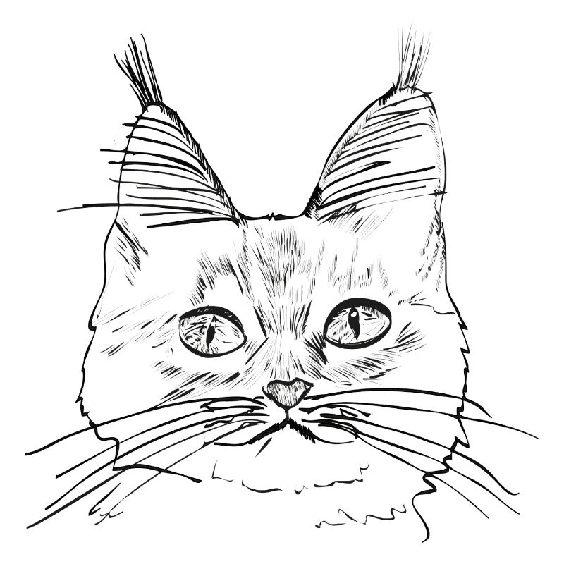 Chat de race