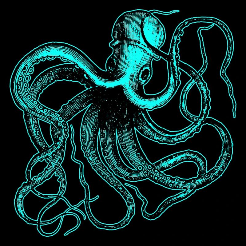 Octopus Squid Octopus Octopus