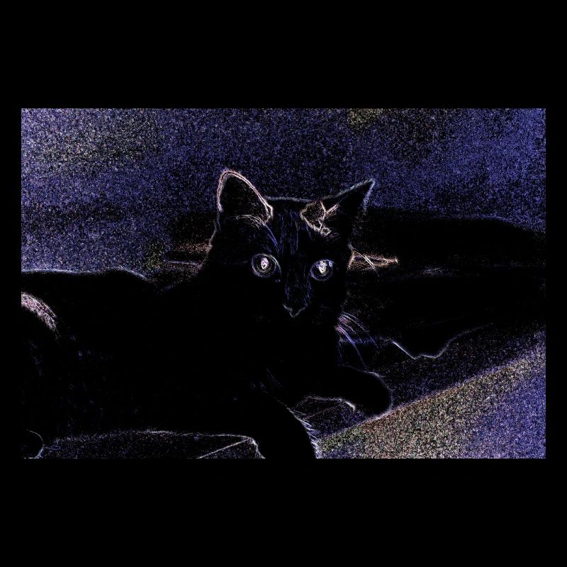 chat chatte animal de compagnie