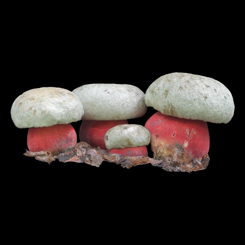 Boletus satanas