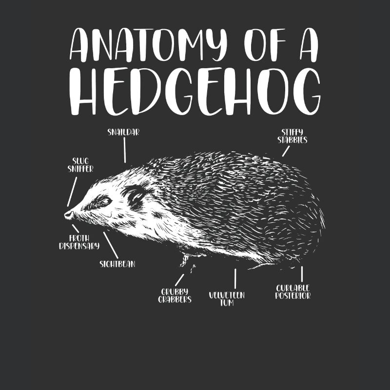 Anatomie Eines Igels