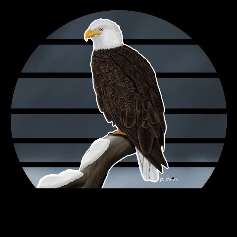 Bald eagle bird illustration