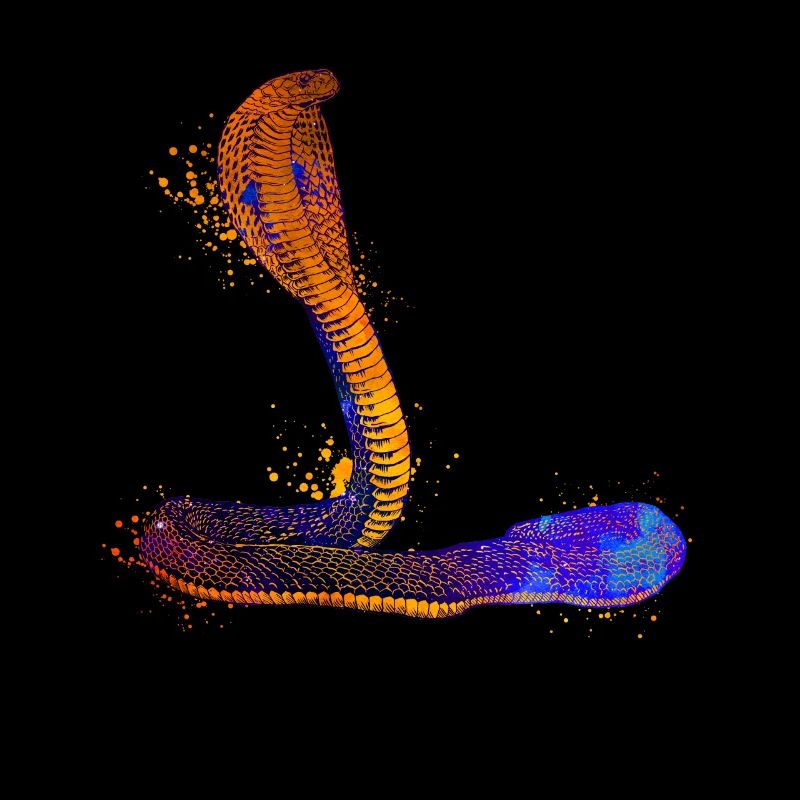 Colorful cobra