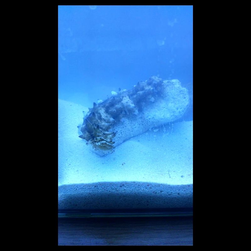 Lake Roller
