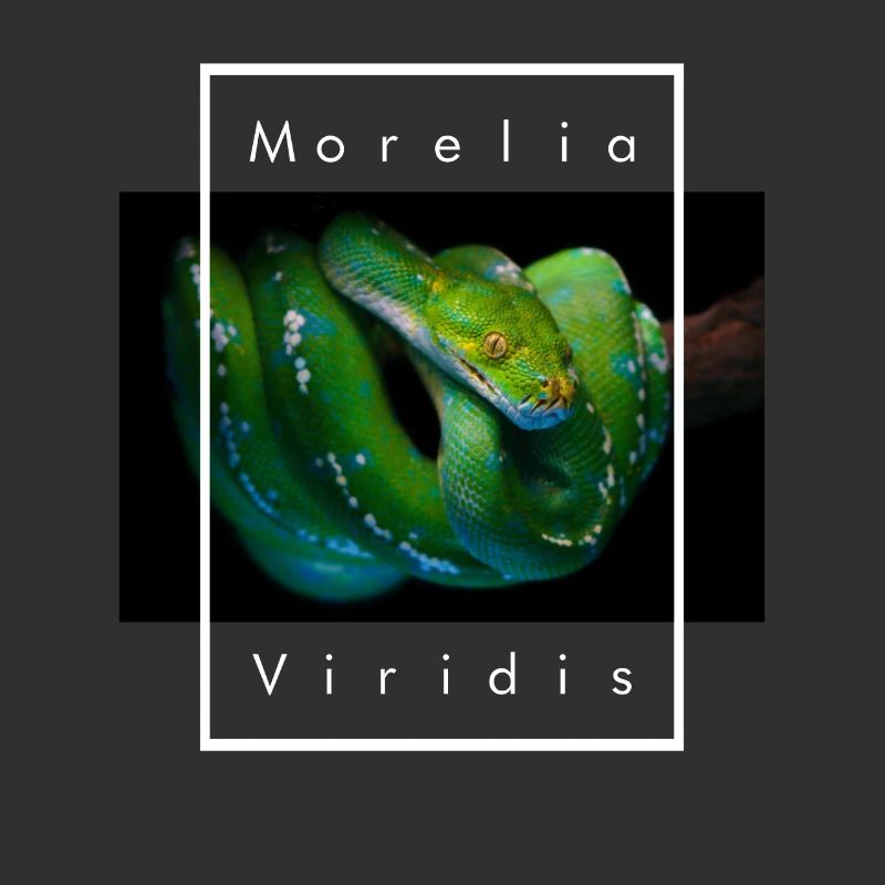 Morelia Viridis Grüner Baum Python Schlangenhalter